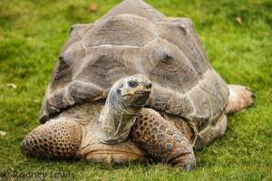 Rewilding Giant Tortoises in Madagascar