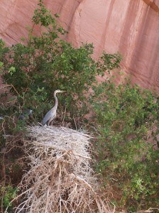 GBH-at-rookerie-with-two-chicks-on-right-copy-2-e1373049864442-224x300