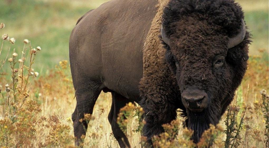 bison buffalo