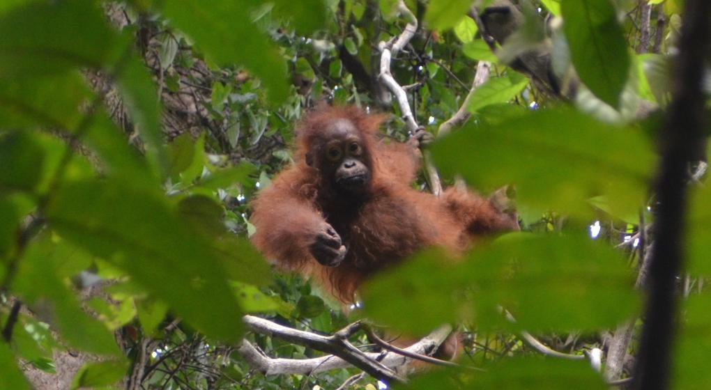 Orangutan in Borneo, c/o Suzanne York