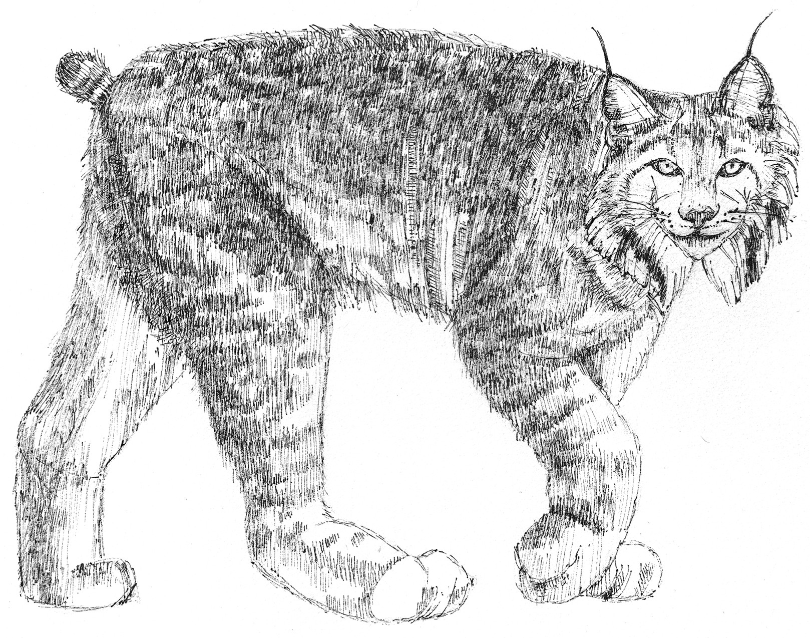Lynx (c) Susan Morgan
