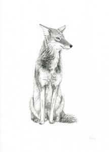 Wiley Coyote (c) Susan Morgan