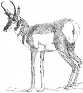 Antelope (c) Susan Morgan