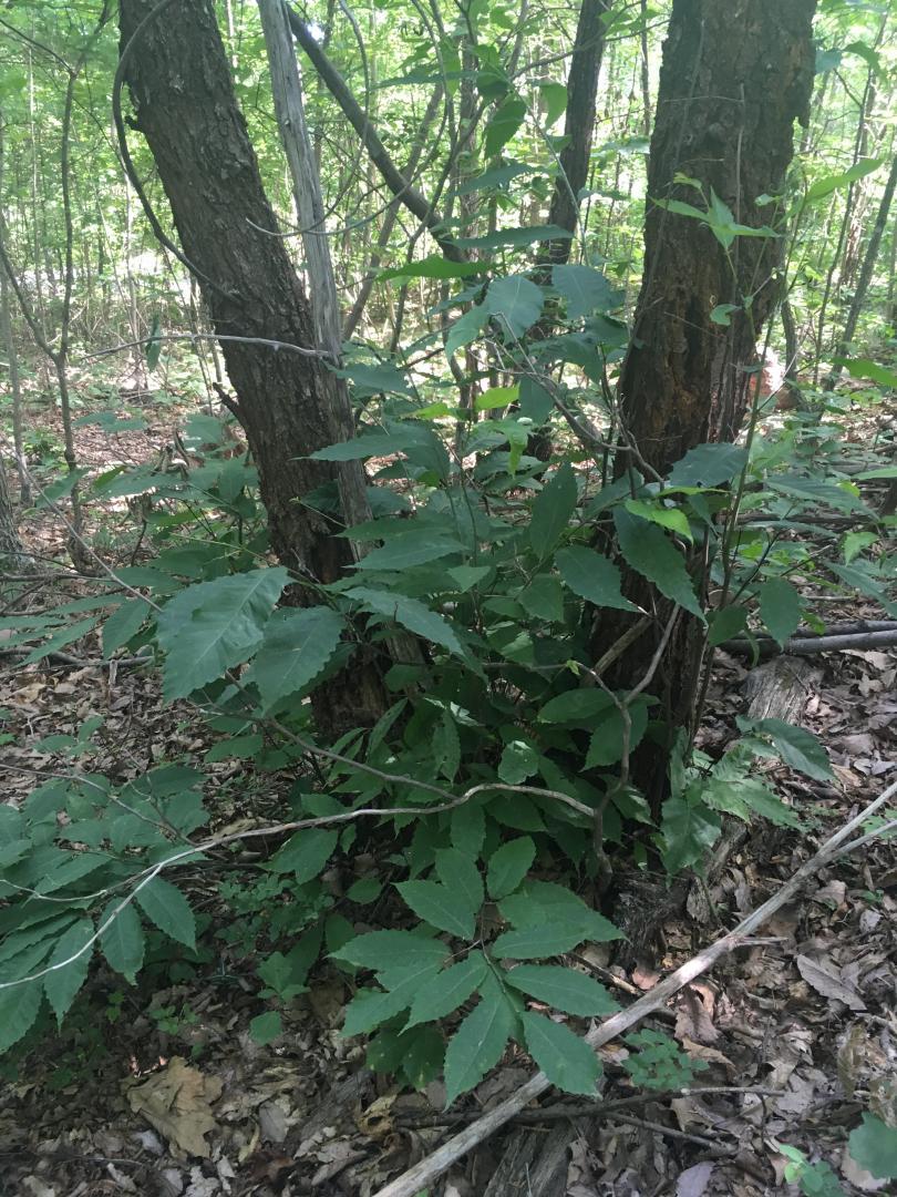 Typical appearance of an American chestnut in the wild. There are small, 5' tall sprouts coming from the base of bigger, blight-killed stems.
