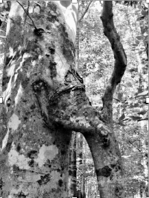 Eastern old-growth tree (c) Joan Maloof