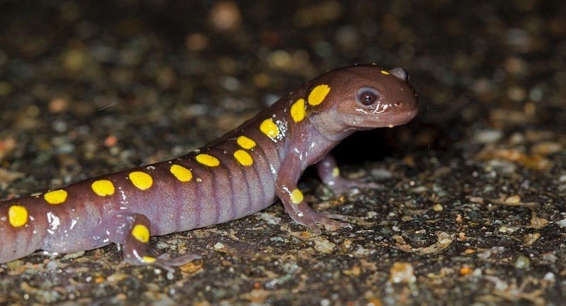 Spotted Salamander (c) MasterImages