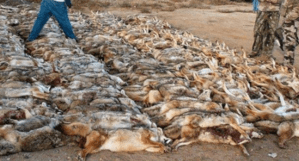 Coyote killing contest in New Mexico (c) Southwest Environmental Center