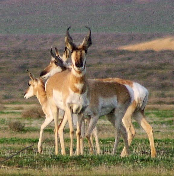 Pronghorn antelope, Wikipedia Commons