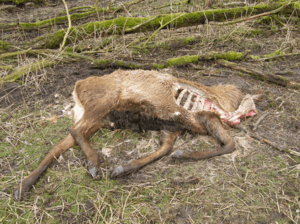 Carcass of deer that had been shot becuse it was too weak to survive the winter © wikipedia Oostvaardersplassen, OP dood hert 2
