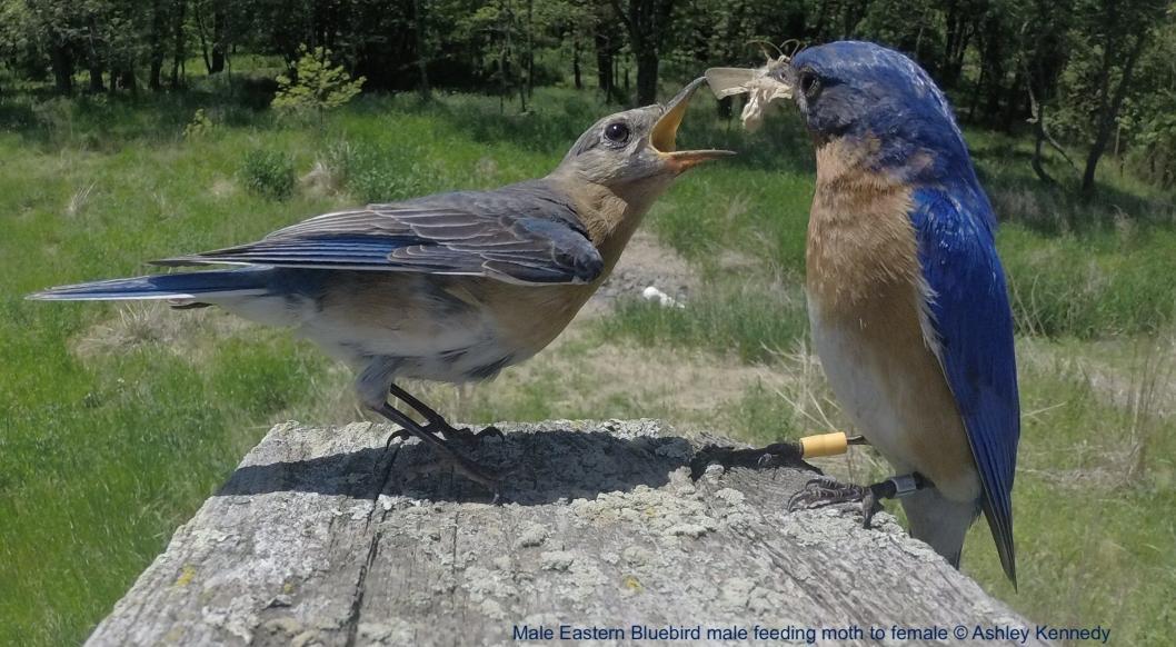 Male Eastern Bluebird male feeding moth to female © Ashley Kennedy