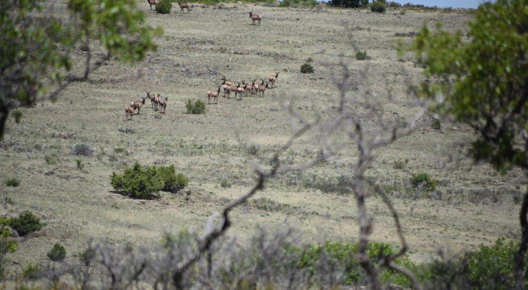 Elk Migrating across Cerro de la Olla © John Miles