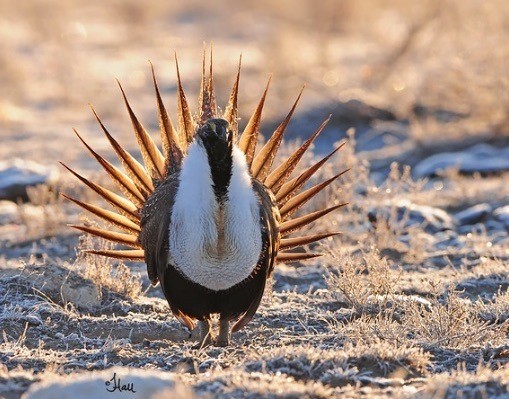 Greater Sage Grouse © BLM