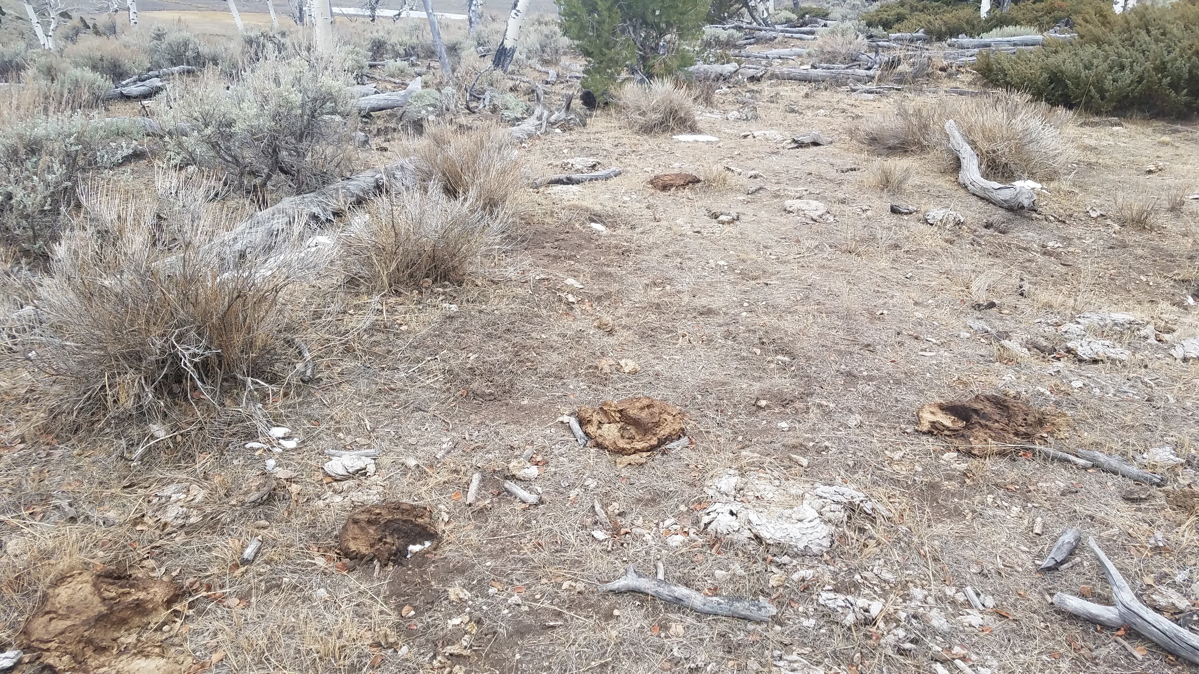 Figure 11. A ground shot from the location of Camera 2 on November 22, 2018. Bovine calling cards, including some from previous years, are evidence of the cows’ passing through. (Please don’t call them cow pies; they are not pies made of cow, but feces from a cow.) Source: Western Watersheds Project.