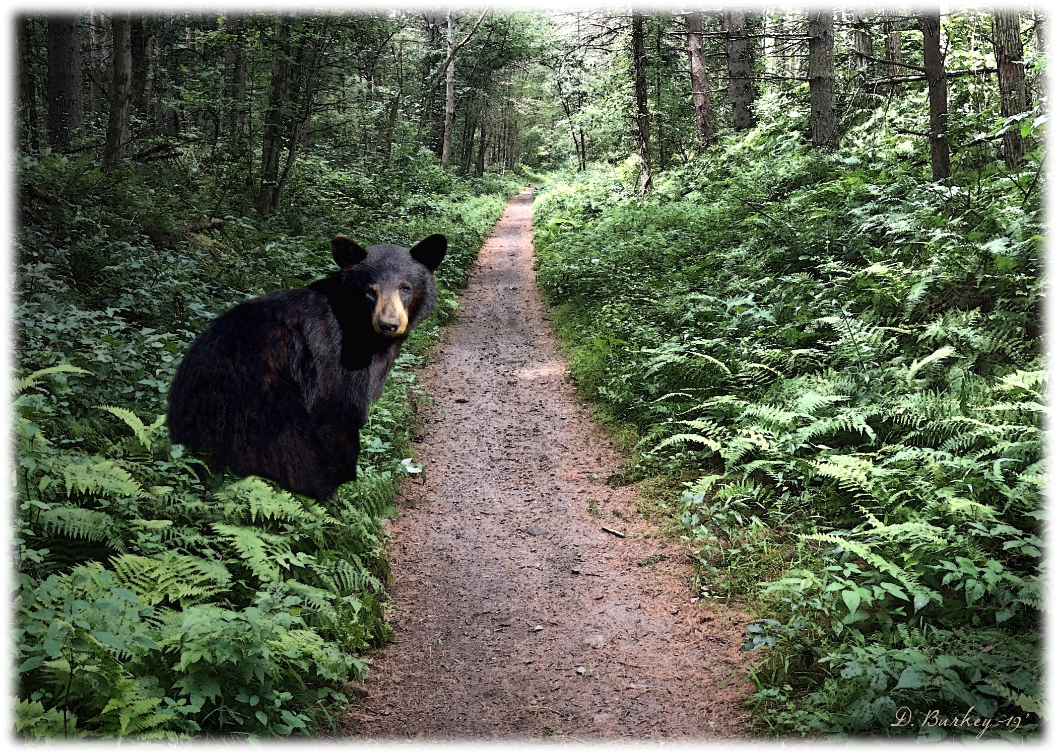 Black Bear, Herkimer County, Southern Adirondacks © Darren Burkey