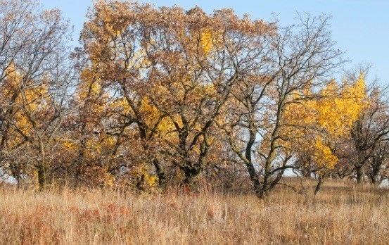 Burr-oak Thickets on Sand Hills, Western Minnesota, © NFA