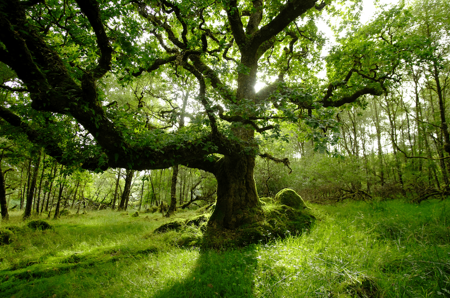 Remnant oak stand © Kenyon Fields