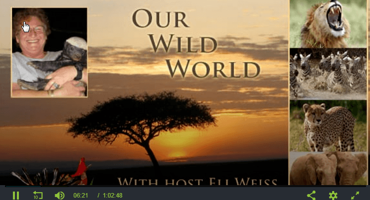 our wild world podcast