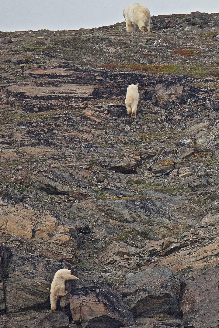 "Mom! Wait for me!" Polar Bear mom and two cubs © Dave Foreman