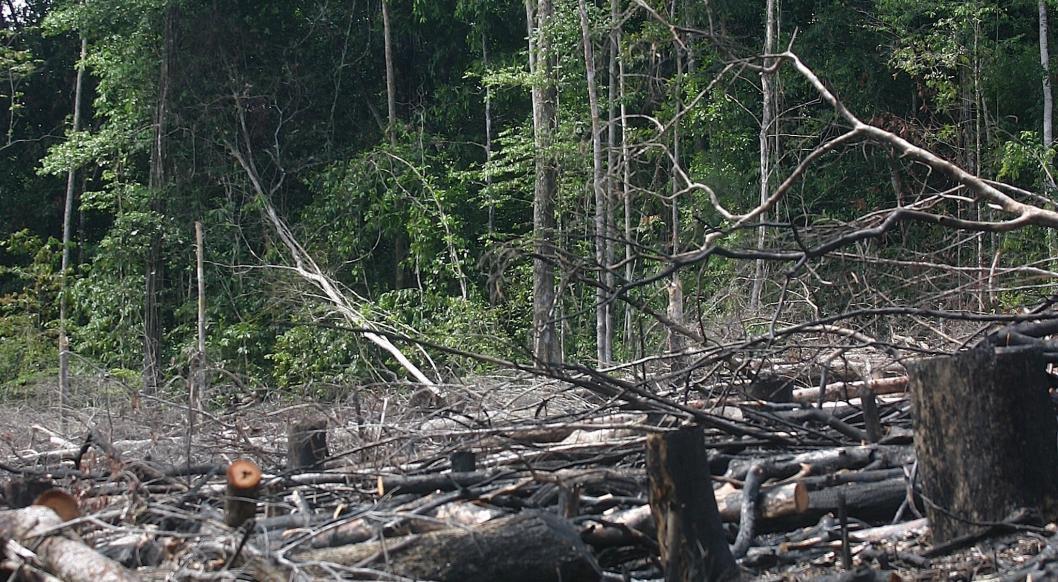 Fire Aftermath © Stuart Pimm