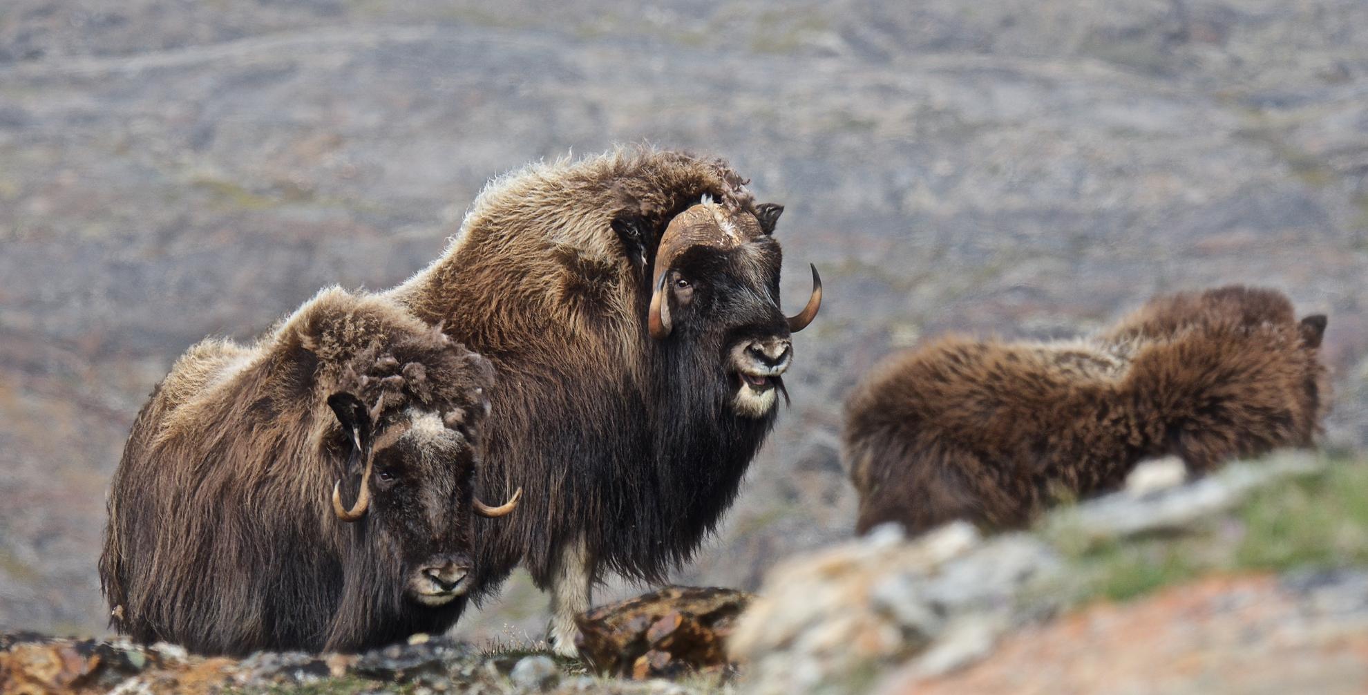 Muskoxen - Bull, Cow, Young © Dave Foreman