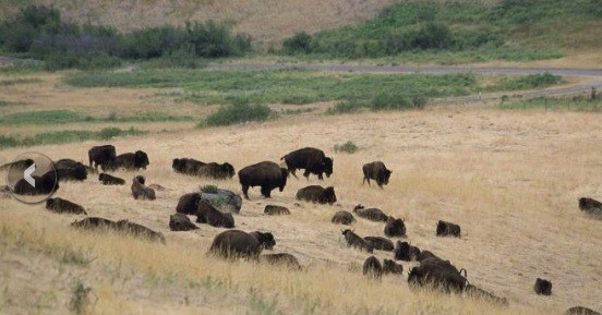 Bison, bison, Public Domain © Hillebrand Steve, USFS