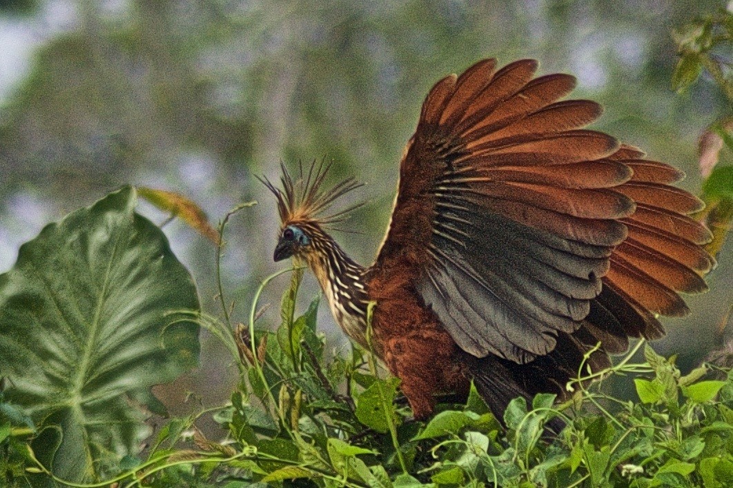 Hoatzin, Amazon, Brazil © Dave Foreman