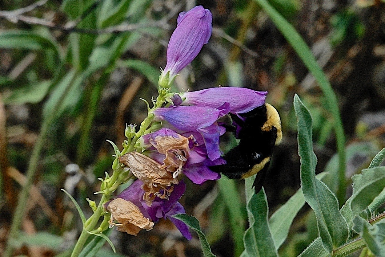 Rocky Mountain Penstemon ( Penstemon stricture) and bumblebee © Dave Foreman