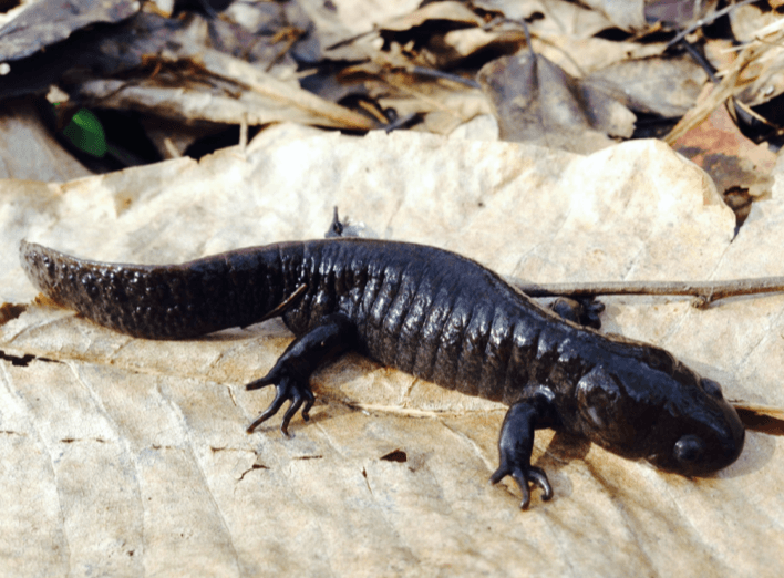 Mole Salamander © Christopher Wilson