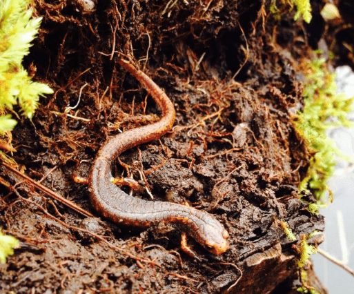 Four toed salamander © Christopher Wilson
