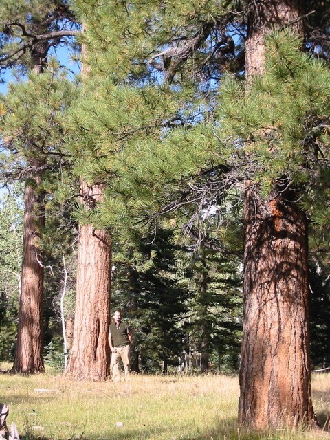 Ponderosa Pine Old Growth, La Manga, Santa Fe National Forest © Sam Hitt