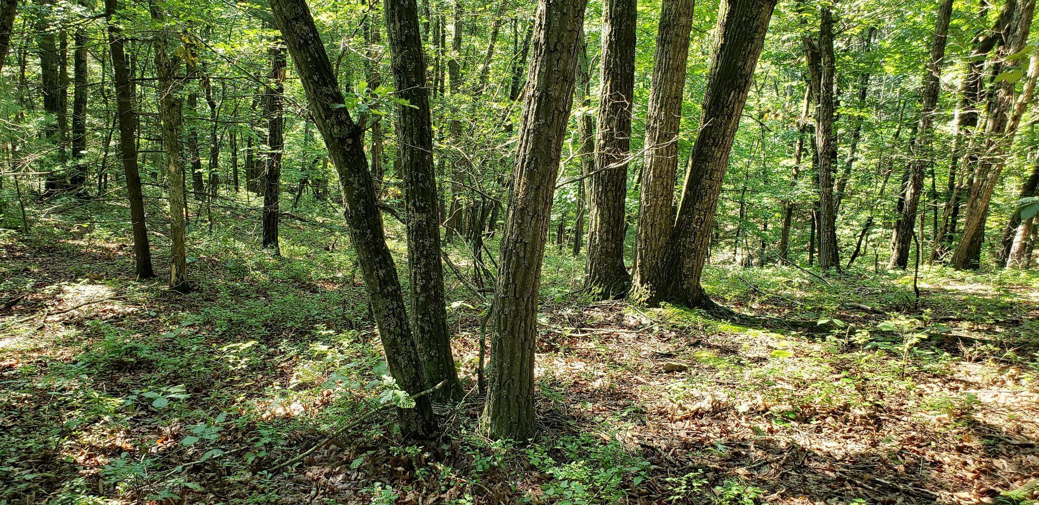 Multi-stemmed chestnut oak in the George Washington National Forest © Chris Bolgiano