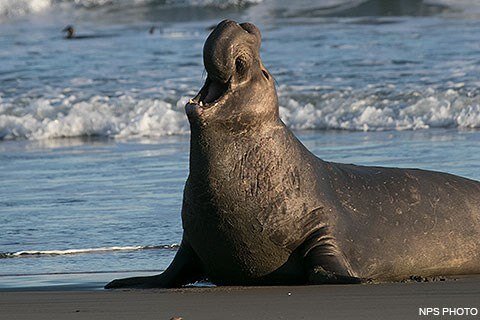 Northern Elephant Seal at Pt Reyes, Courtesy NPS