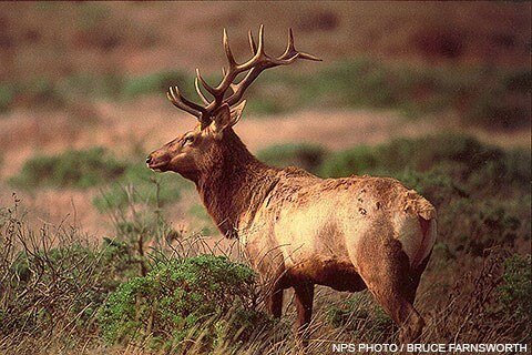 Tule Elk Bull © Bruce Farnsworth, NPS