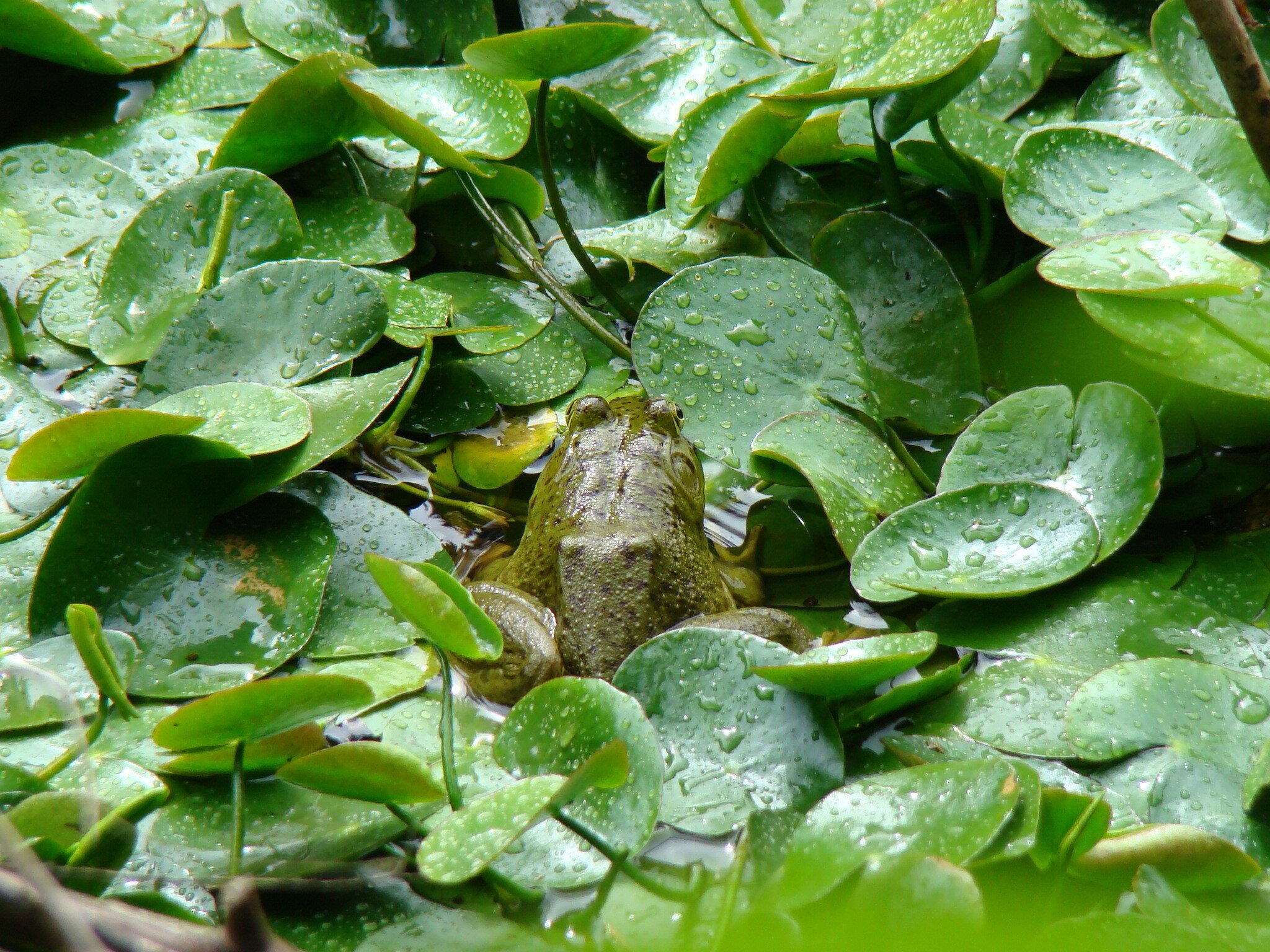 Frog © John Miles