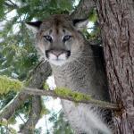 Zion Cougar, photo by Washington Fish and Wildlife, at http://oregonstate.edu/dept/ncs/photos.html#act