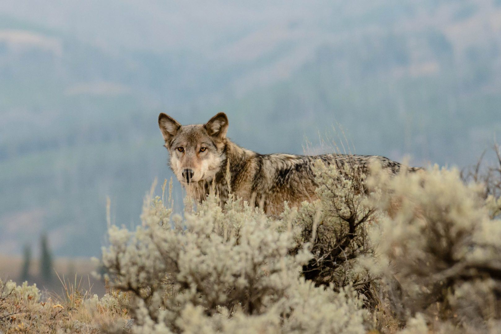 Wolf in Lamar Valley