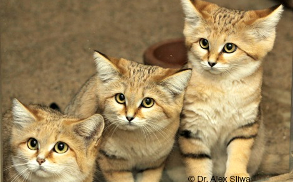 Sand cats © Dr. Alex Silwak for ISEC