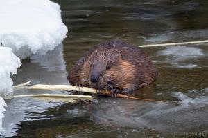 North American Beaver (Castor canadensis) by Larry Master