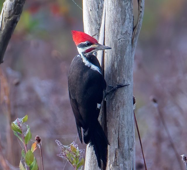 Pileated Woodpecker by Larry Master