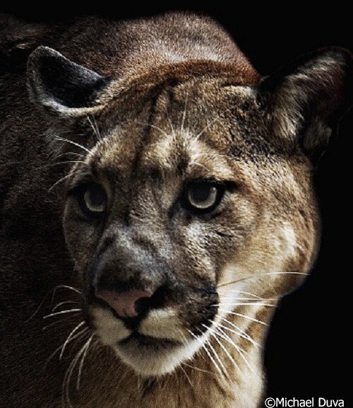 Cougar by Michael Duva
