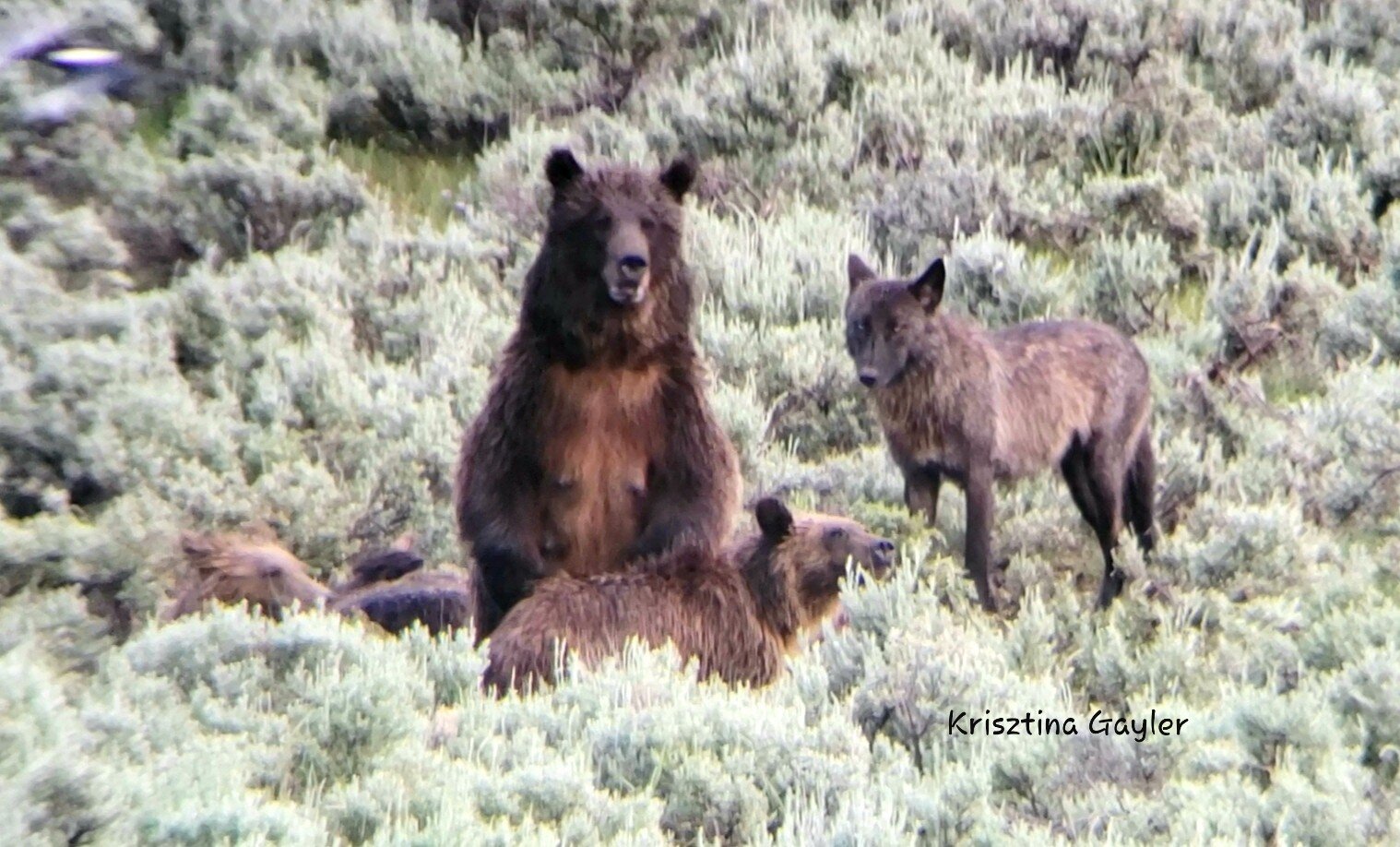 Grizzly and cubs with Wolf (c) Krisztina Gayler