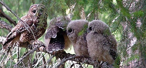 Northern Spotted Owls, Strix occidentalis caurina, U.S.F.W.S
