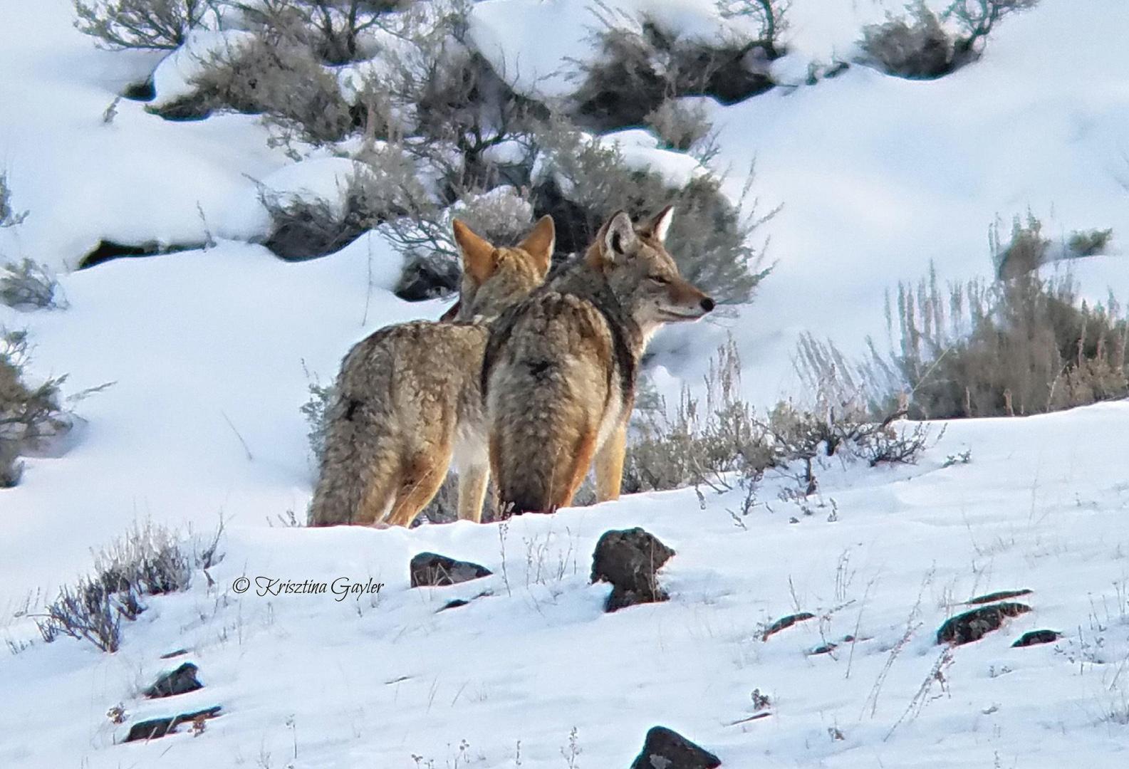 Coyote Pair