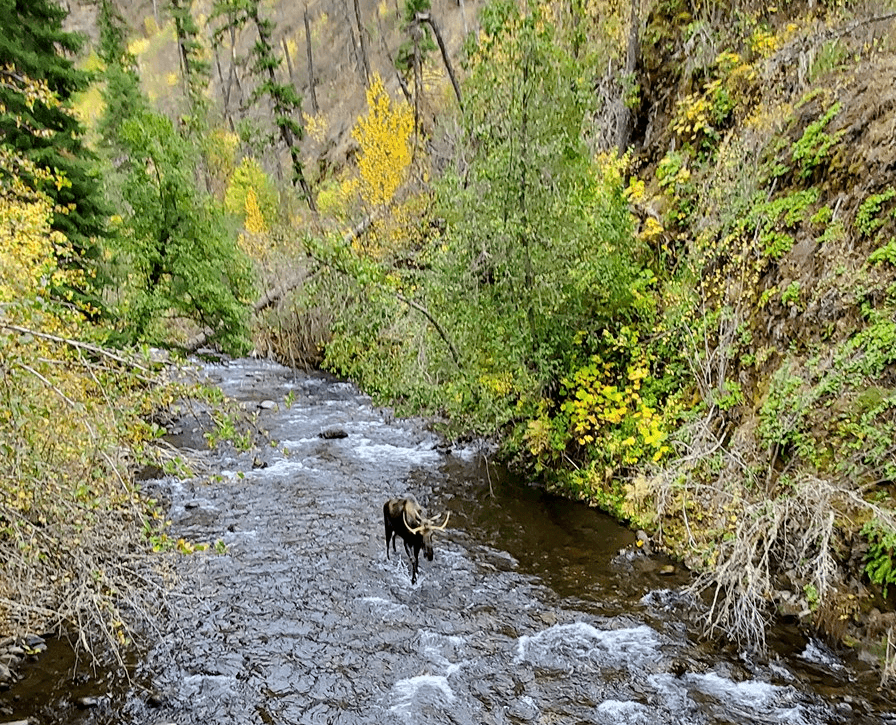 A moose using and enjoying the South Fork Umatilla River, part of the proposed Umatilla Headwaters Wild and Scenic River. Source: Forest Service.