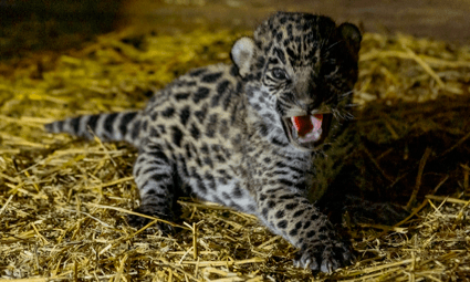 first jaguar cubs in El Impenetrable