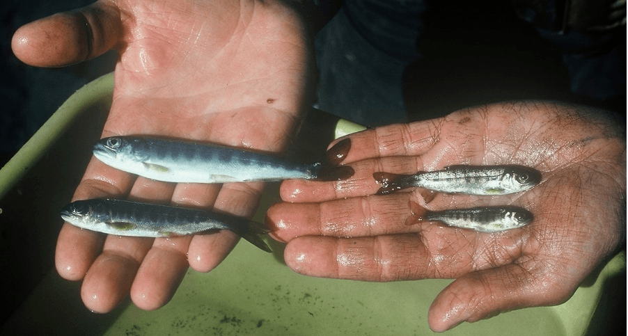 Size range of wild coho salmon