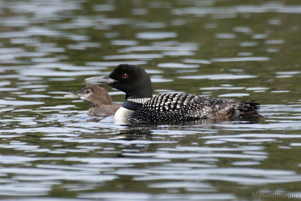 Common Loon (Gavia immer) - adult male with chick (c) Larry Master