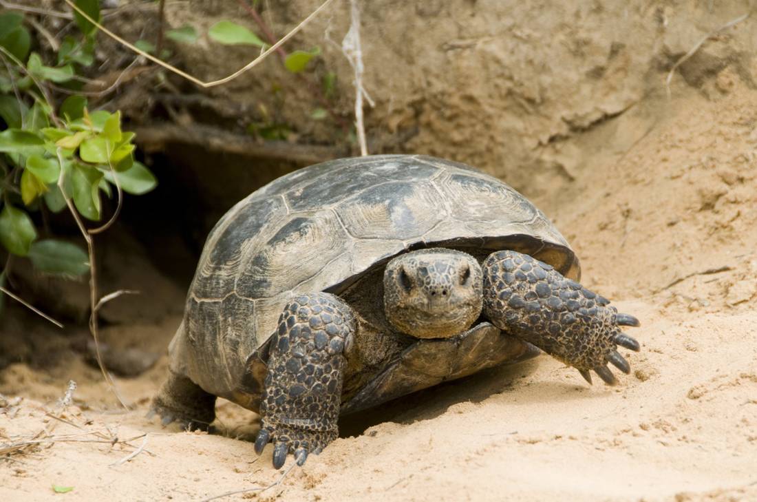 gopher tortoise