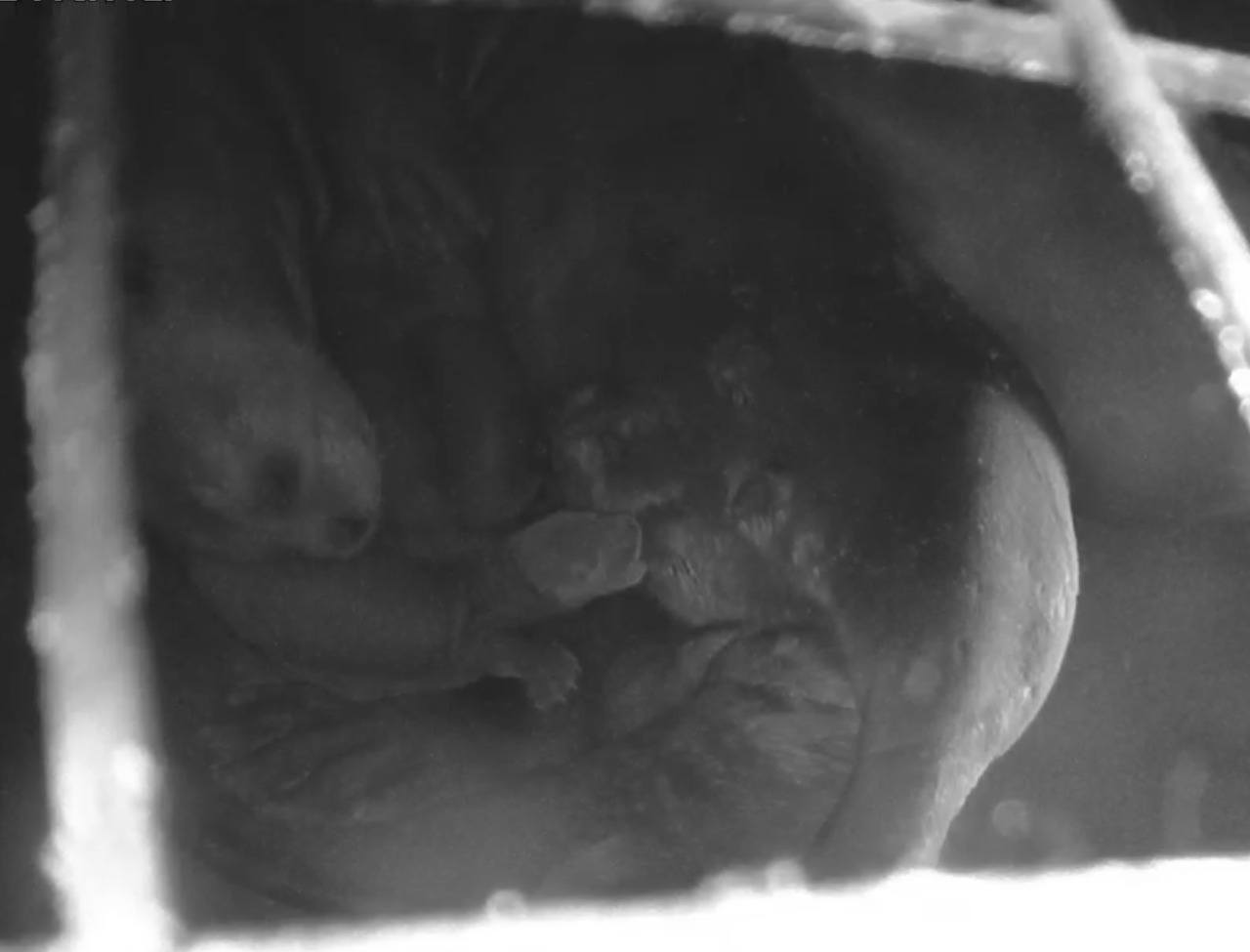 A surveillance camera in the giant otter den shows Alondra breastfeeding the pups.