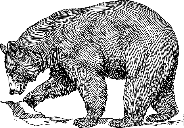 bear illustration